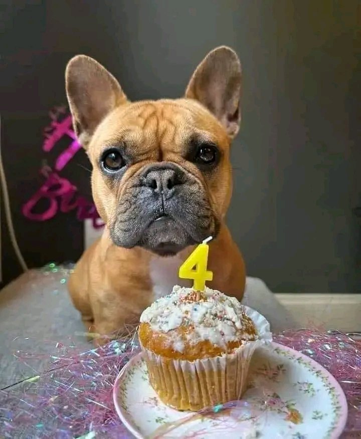 FrenchBulldog72's tweet photo. Wish him happy birthday🎂 https://t.co/8O4ougqEyL