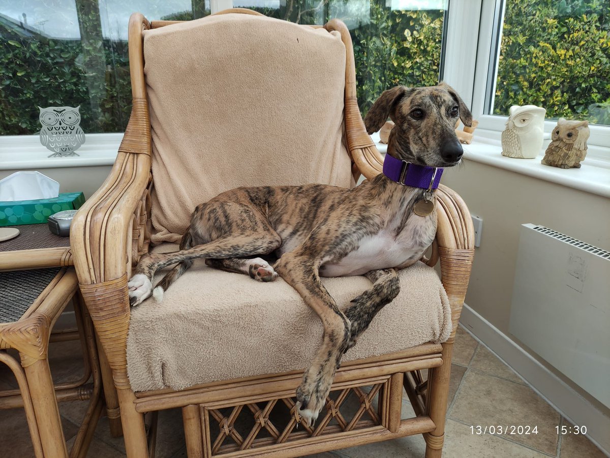 Sara recently came from the pound and is currently settling into her foster home well, she does form attachments quite readily. She loves company & is such a happy dog. There isn't a bad bone in her very loving body & She does learn quickly #rehomehour