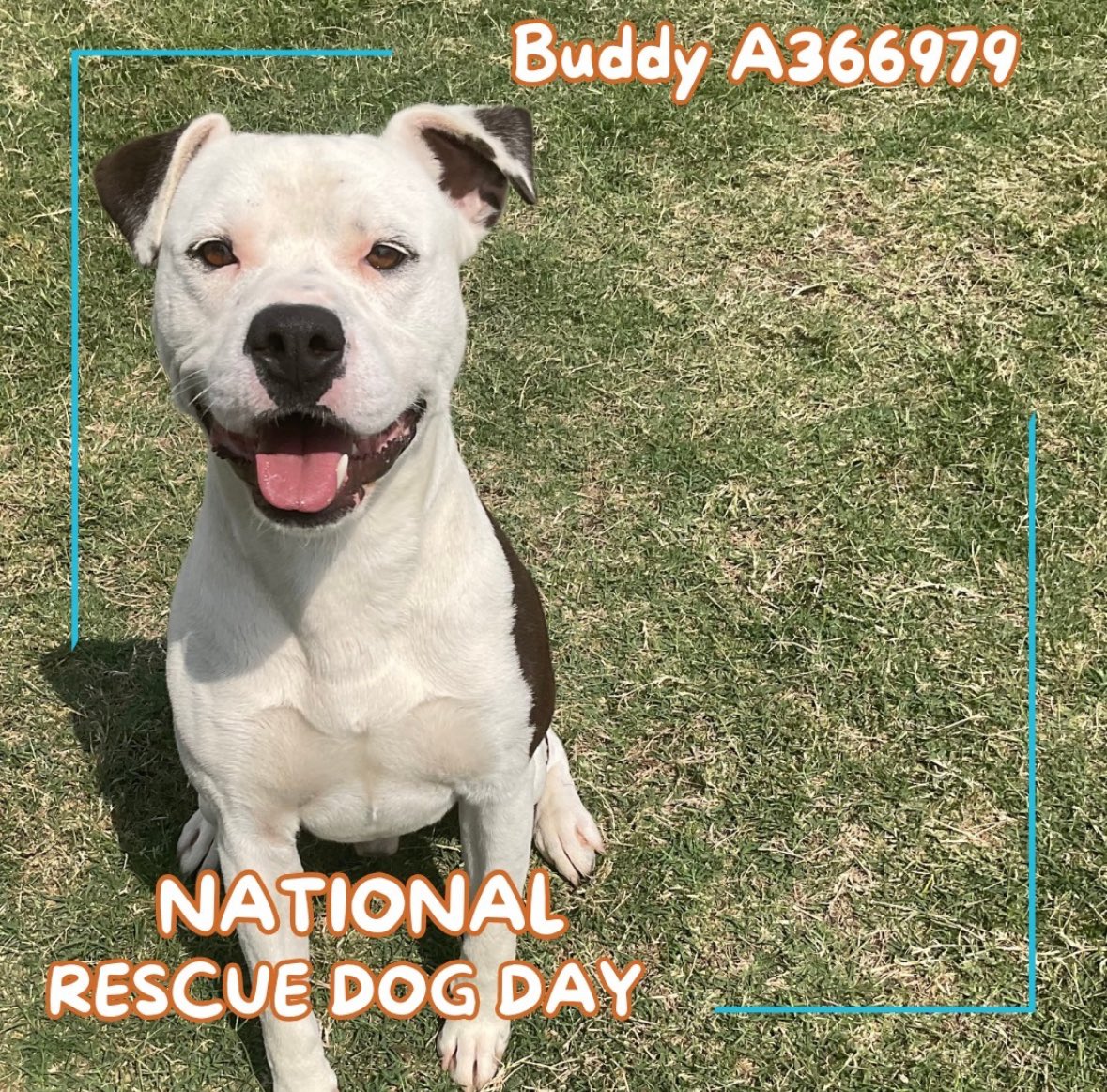 #rehomehour #AdoptDontShop 🐶Buddy ♥️ #A366979 #CorpusChristi #Texas 1yo 44lbs HW+ 🛟 friendly boy anxious at the shelter. 🥺 Can you foster? #FostersSaveLives 24Petconnect.com/DetailsMain/CR…