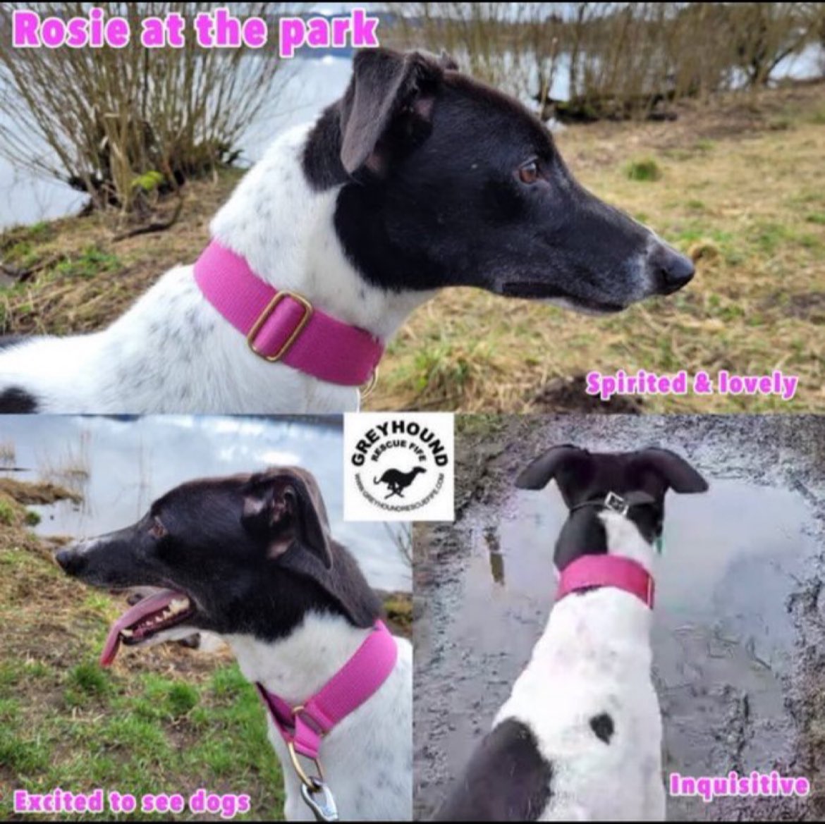 Rosie(2)is the sweetest bundle of fun.A beauty with a smooth, white & blk coat.She’s friendly, alert on walks, & can be bouncy (a wabbit spotter). She walks well with hounds & shares well with Spike. At the park she was excited to see other dogs. #AdoptDontShop #rehomehour 🤞🏽❤️
