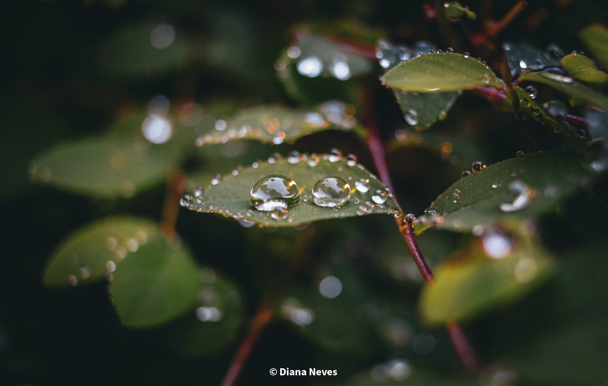 Raindrops are nature's tears of joy 😊 @MacroHour, @ThePhotoHour #loveukweather #tuesdaytones #NatureMagic #photography