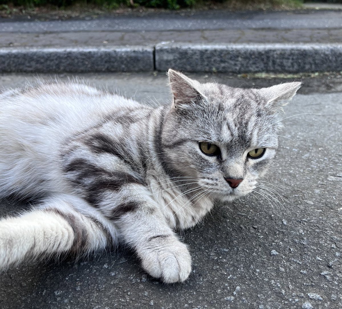 Another busy evening on the campaign trail in Parkhall👟 #ActiveSNP We even made a new friend🐈‍⬛