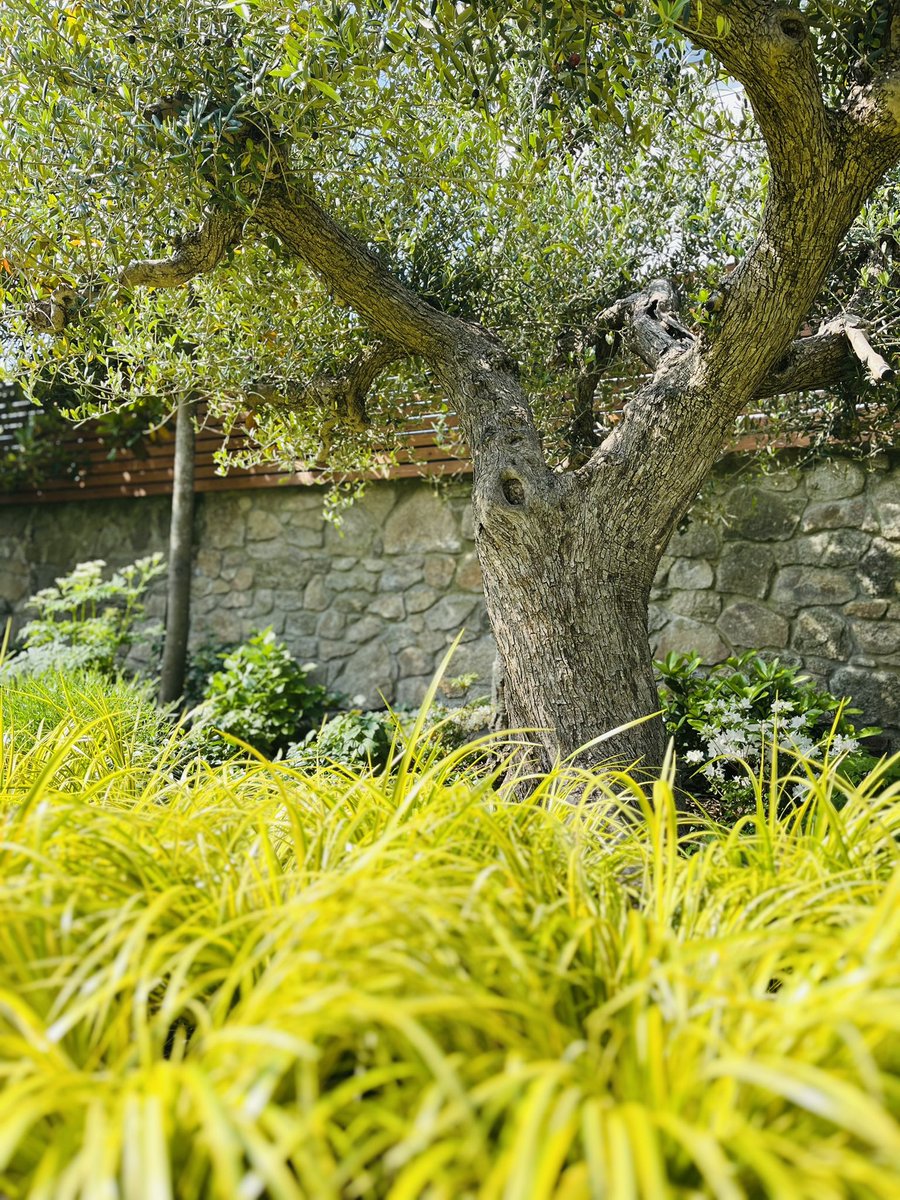 I was on the ground, maintaining a beautiful garden in Dalkey today and I absolutely loved it!  We’ll be adding the finishing touches to it over the next two weeks. 
Here are three different olives in three separate locations in this particular garden.
#southdublin