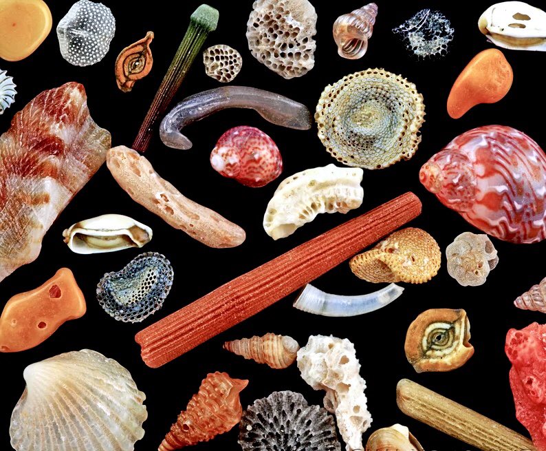microscopic image of sand grains from the beach