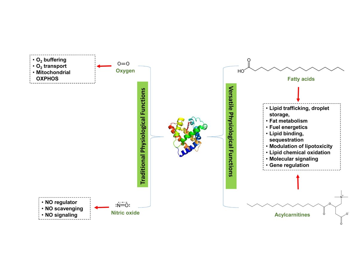 physiolrev's tweet photo. 🆕Adepu et al present working models illustrating the possible importance of interactions between #myoglobin, gases, and small molecule metabolites in regulation of #CellSignaling and #bioenergetics
https://t.co/X9HPuOwQvY https://t.co/2nGmRflefT