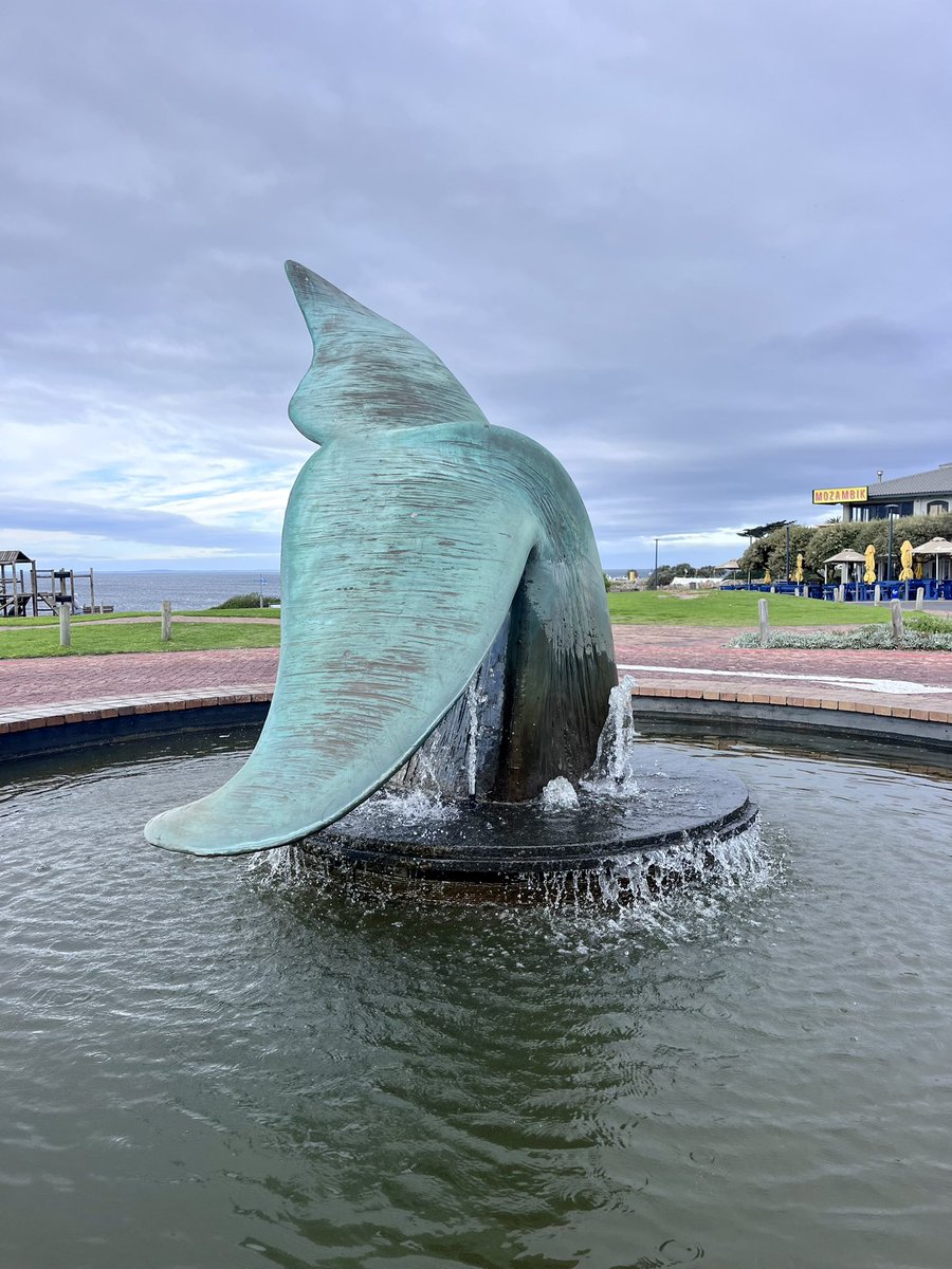 Hermanus whale tail. 🐋