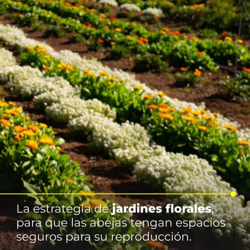PepsiCoMex's tweet photo. 🐝🌼 Bee Project al rescate en el Día Mundial de las Abejas. 🌼🐝 Conservamos la biodiversidad y apoyamos la agricultura sostenible. 🌎💚 #Sustentabilidad #BeeProject https://t.co/Eh06Ds78Pc