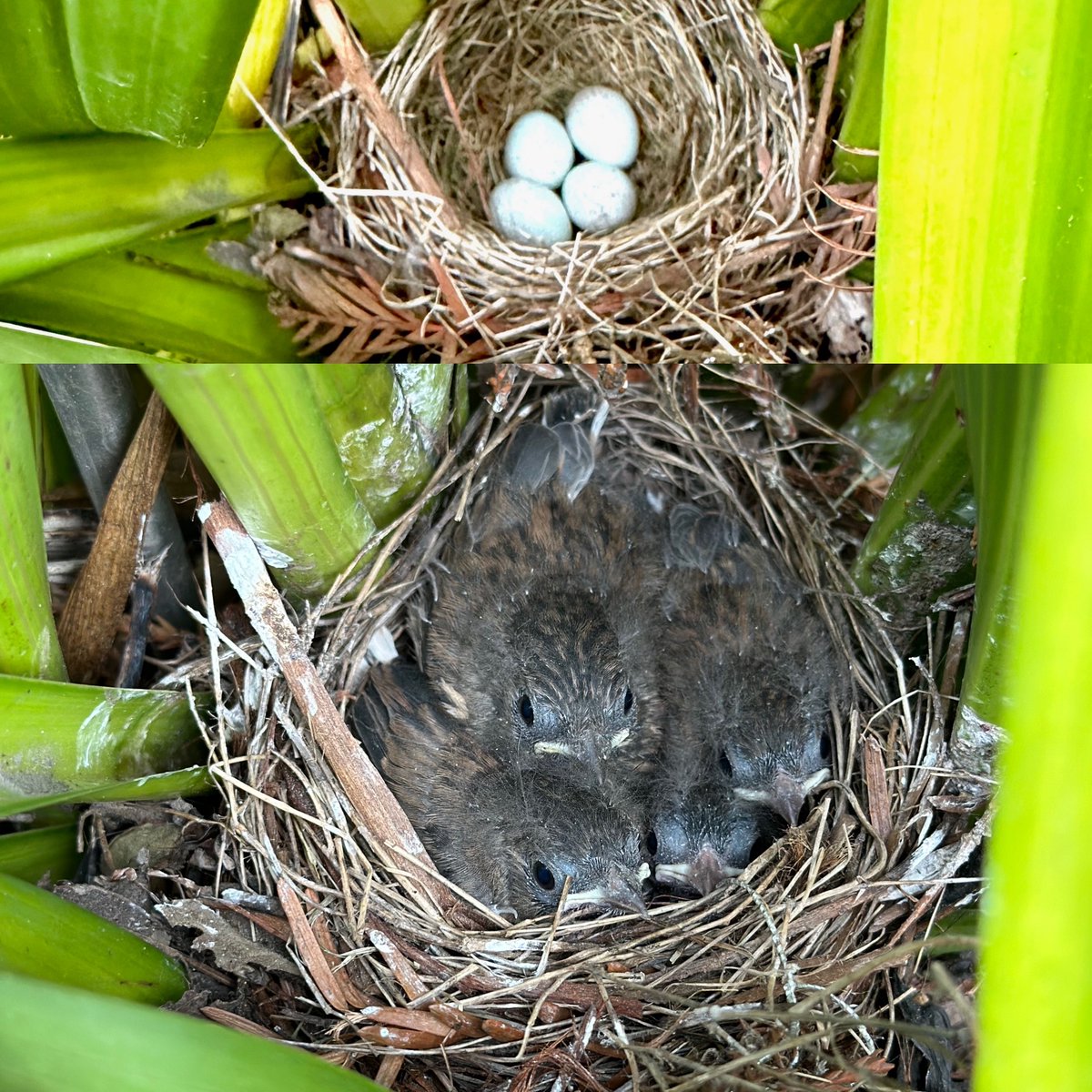 Some 'Spring Things' are happening!

#Spring #HappySpring #Naturephoto #babybirds