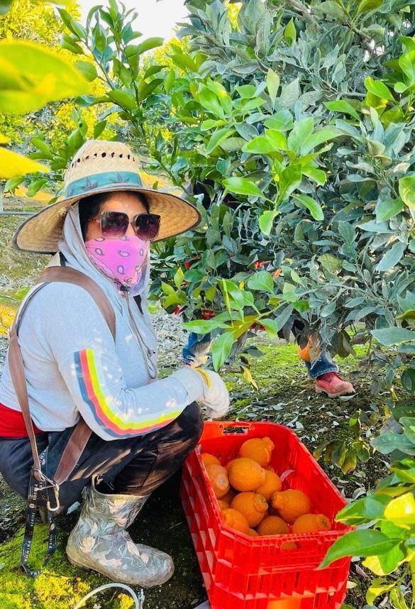 Mayra shared this photo from Lindsey CA where she is picking Mandarin oranges. She wears long sleeves and thick gloves to protect herself from thorny branches and covers her mouth with a bandana to avoid breathing in dust. #WeFeedYou