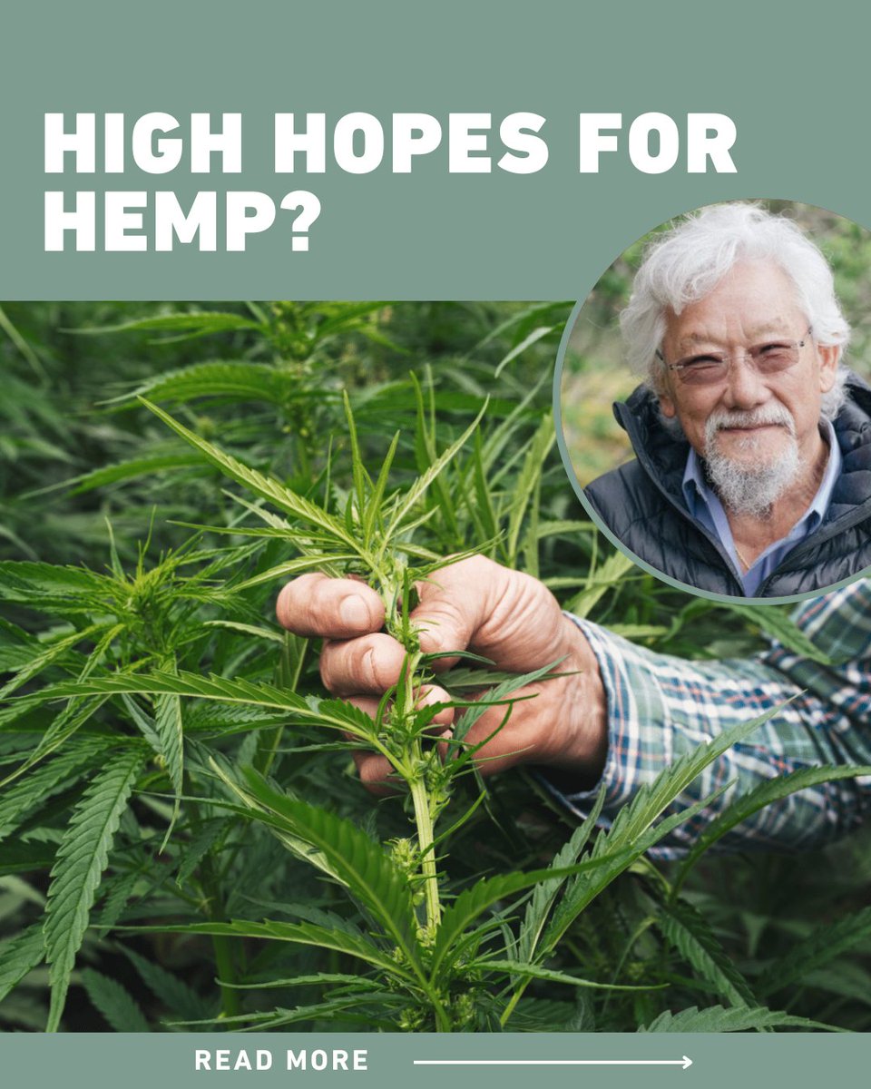 Whether it’s used for fabrics, bioplastics, fuels, paper products or building materials, hemp has many advantages and few disadvantages. 🌿 David Suzuki talks hemp in the latest Science Matters: ow.ly/vXow50RMN0K