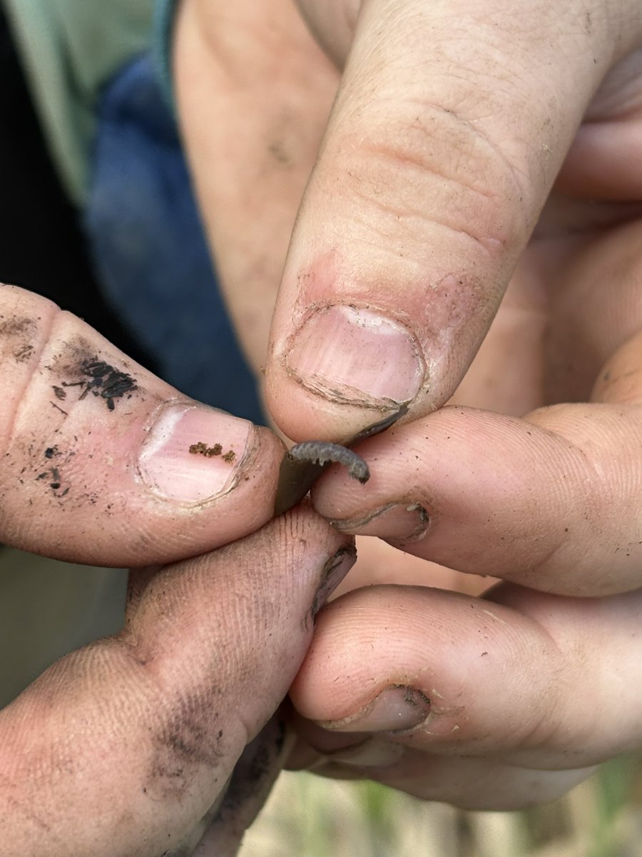 I would have gotten a MUCH better manicure had I known I was going to find a little Phragmites biocontrol caterpillar today at my field site