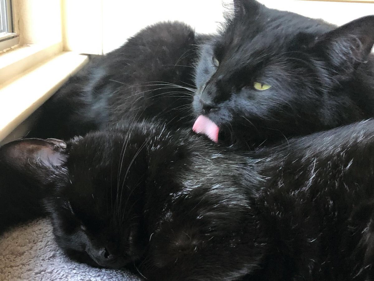 Proof that I do, on occasion, take care of Daisy too! #catsgrooming #cats #blackcats #tuesday #tongueouttuesday