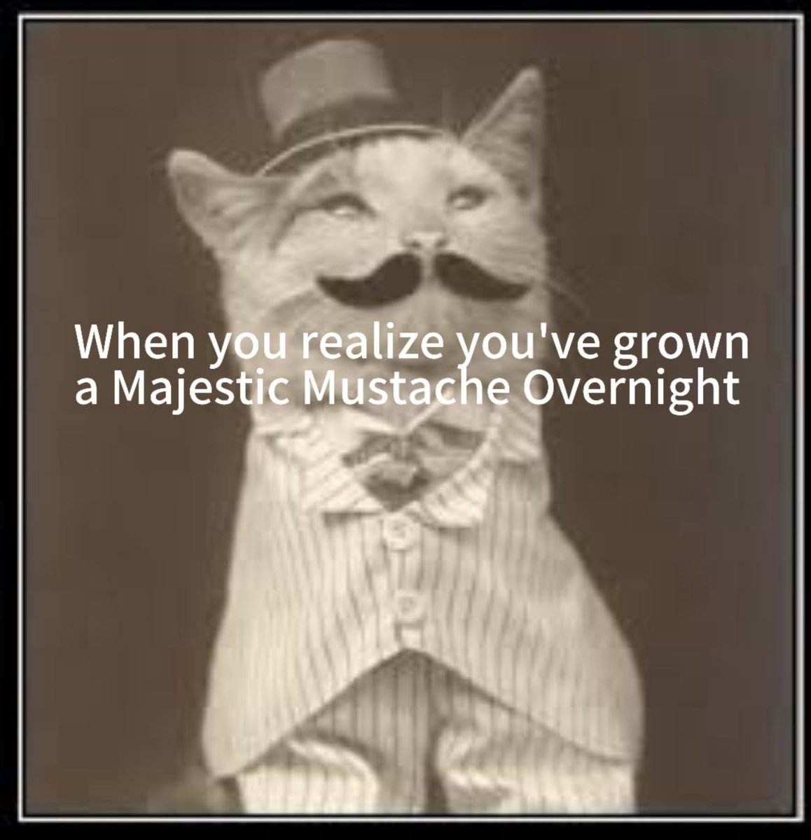 jamesmatthd0p's tweet photo. @MusCatSol $MusCat #MusCatmeme https://t.co/Dpe4V8TguB
