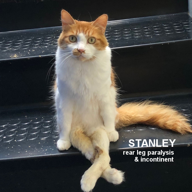 Stanley is 7 years 9 months-old and a real sweetheart! He gets along great with the other kitties here, and could probably tolerate a cat-friendly dog. Stanley is incontinent. Which means he's a very messy, bath-a-day kitty. But look at that face! #snapcats #specialneedscats