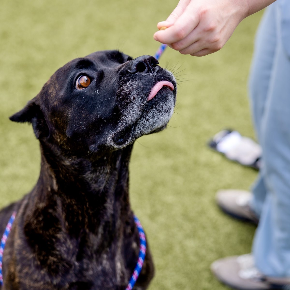 What in the world would we do without our dogs?? Comment how your dog makes your world a better place! 

#happyworlddogdog #dog #dogs #GrapevineAnimalServices #SafeLovingHumane #grapevine #love #shelter #adopt #rescue