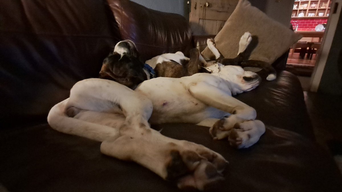 And relax 🐕🐕❤️❤️