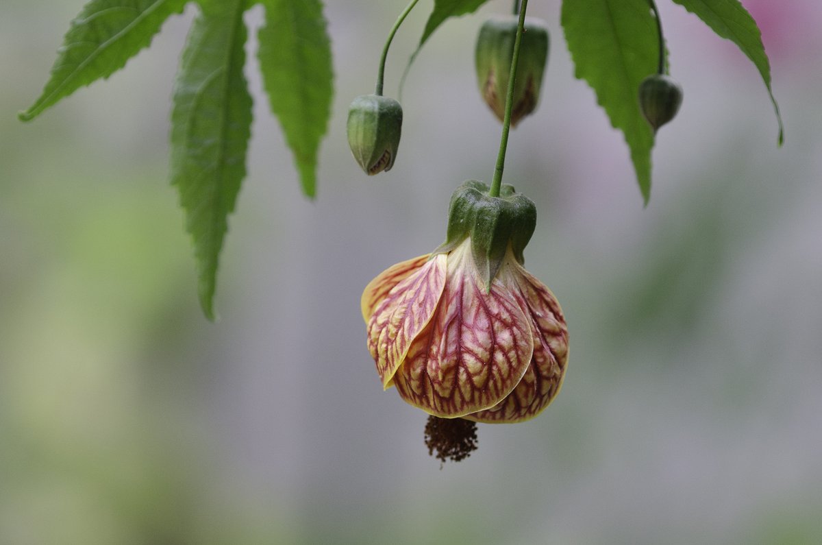 ilenehertz's tweet photo. @BraydenCreation Abutilon https://t.co/yhV7fIodbD