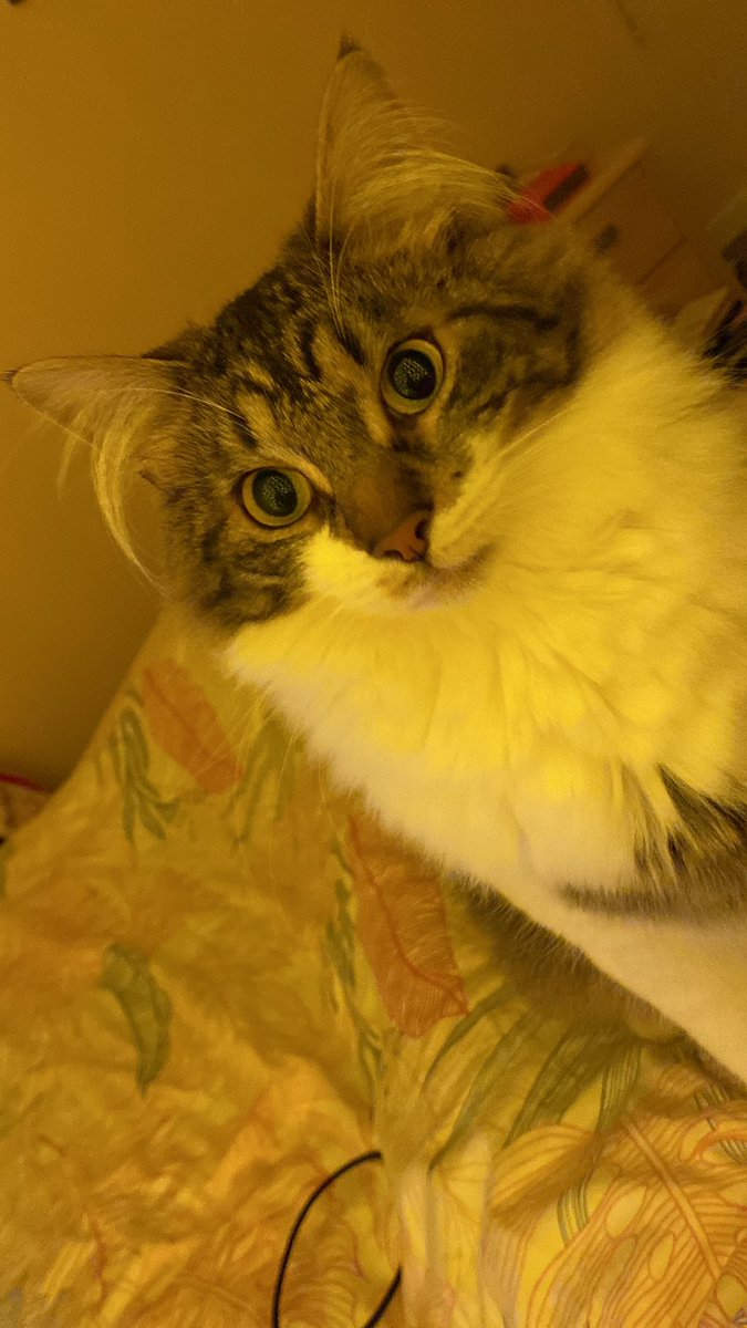 Groscar2's tweet image. Comment il a des gens ils peuvent dire ils font la lergie à une potite tête comme ça ?