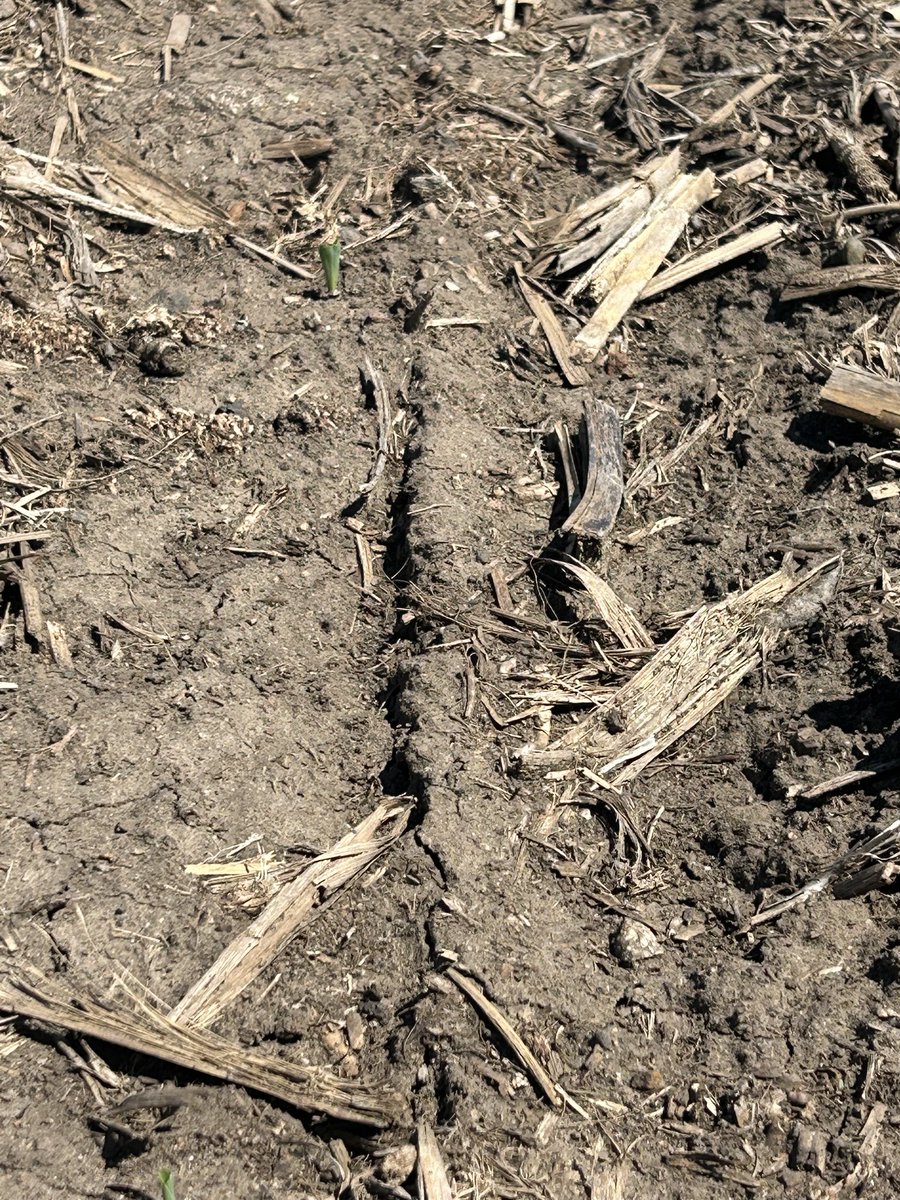 jordon_leighton's tweet photo. Striptill vs None. Strip till is faster emergence and even. ZML row unit https://t.co/N5s9egL2Qo