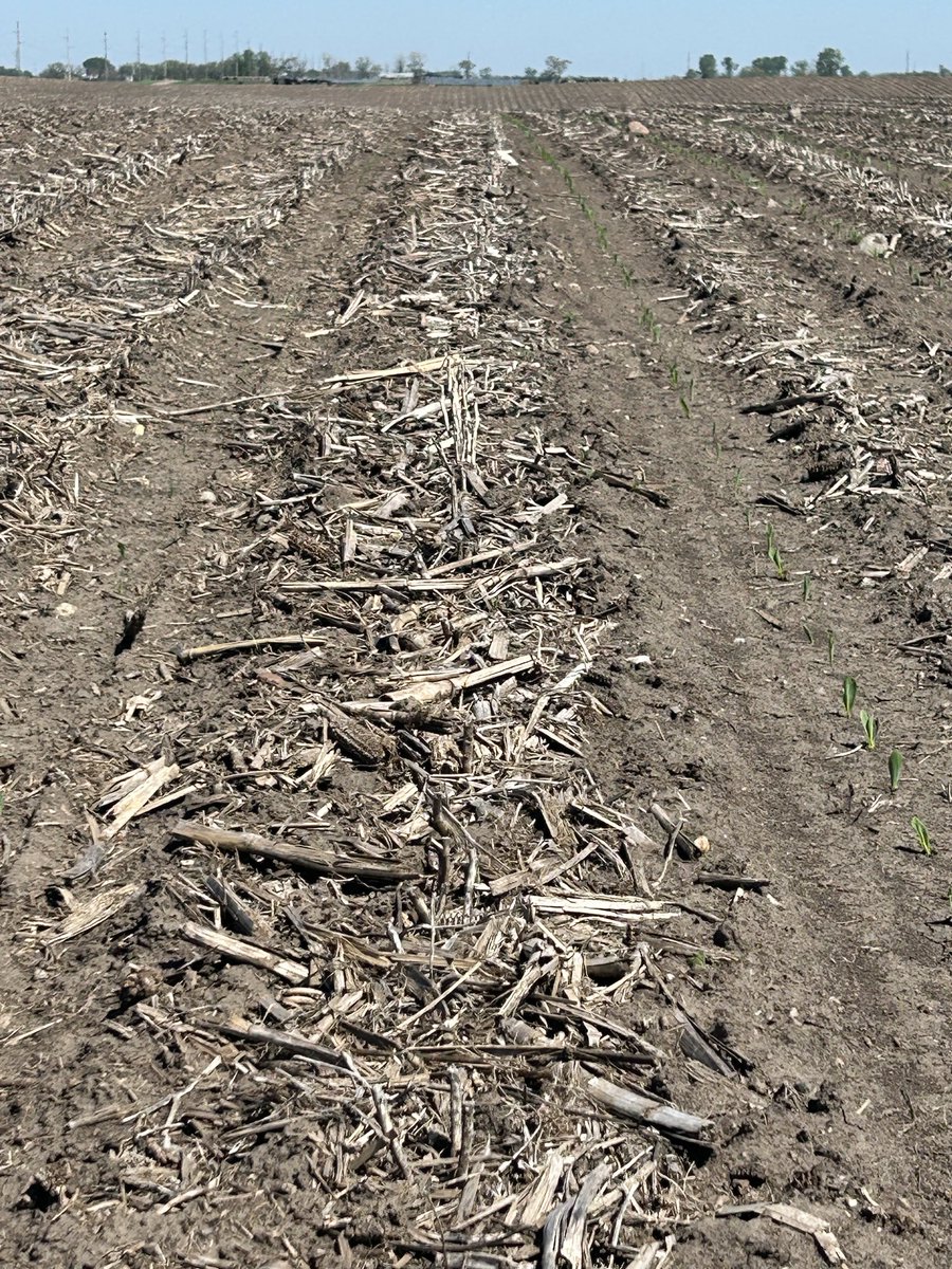 jordon_leighton's tweet photo. Striptill vs None. Strip till is faster emergence and even. ZML row unit https://t.co/N5s9egL2Qo