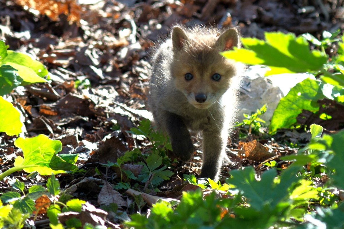 キタキツネの子、撮影。 #キタキツネ #狐 #子キツネ #可愛い #北海道3大かわいい動物