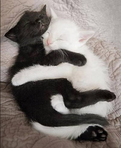 EliteTokensGG's tweet photo. me n who??? 😻 https://t.co/4AOckvH4ph