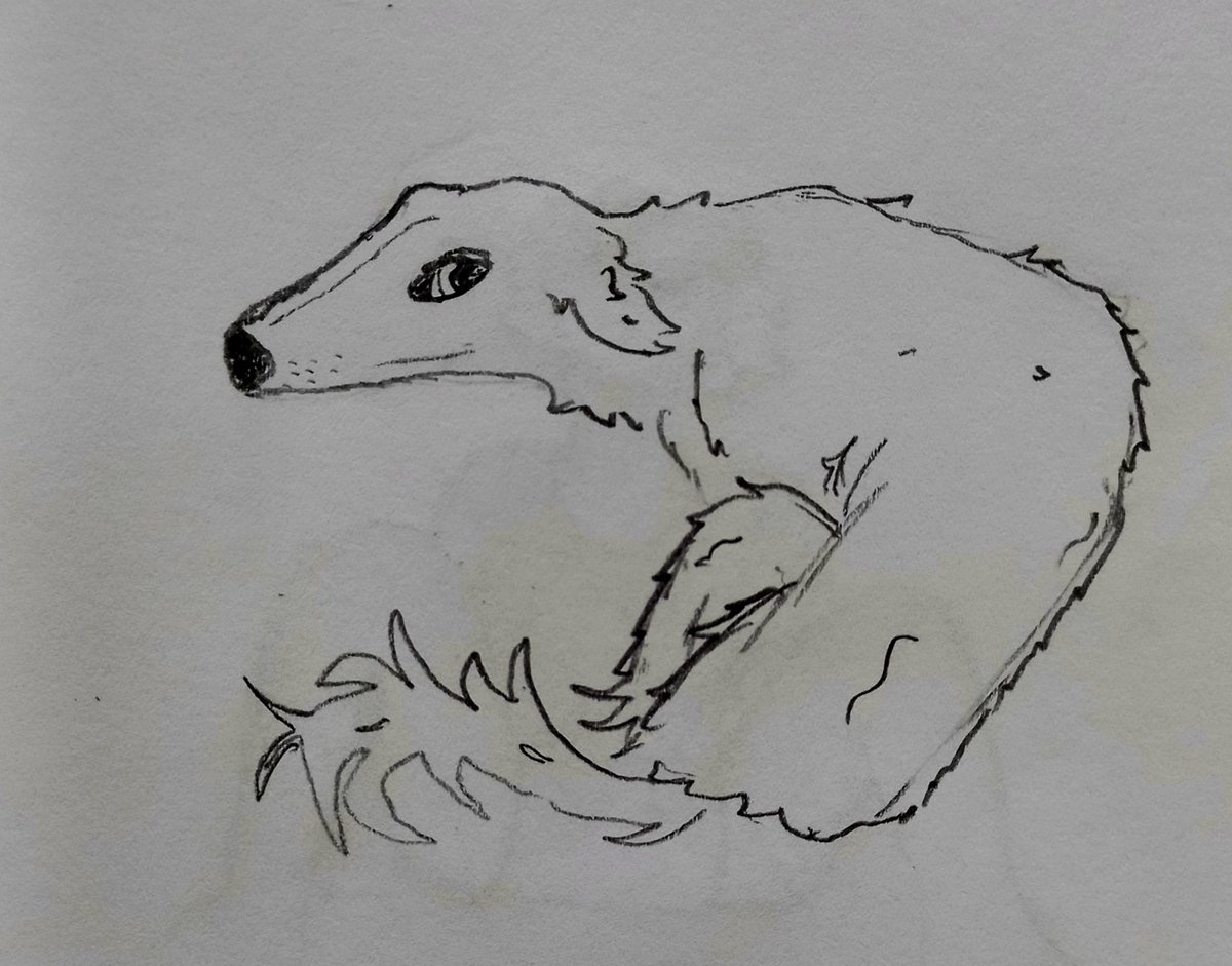 Celcitron's tweet photo. borzoi https://t.co/7y6XljImp3