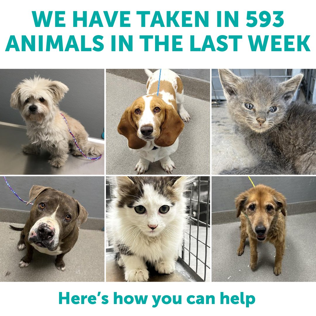 The Animal Foundation tweet media