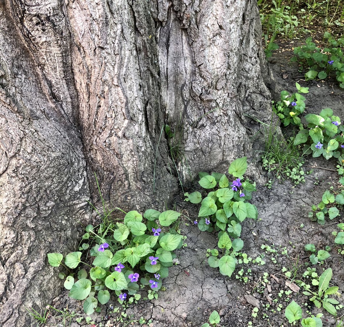 Just noticed these violets at the base of our old tree. Don’t think they’ve ever been there before.