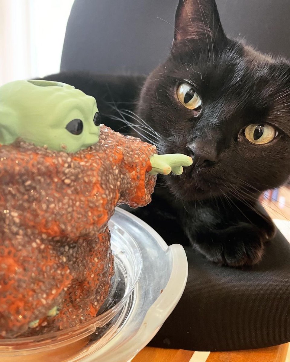 Tuesday Mood 👹 vs. Friday Mood 😇

📸 @kopiko_cat (IG)

#chiapet #chiapets #cats #cutecats #yoda #catgram #catlover #catlife #catgrass #catlovers
