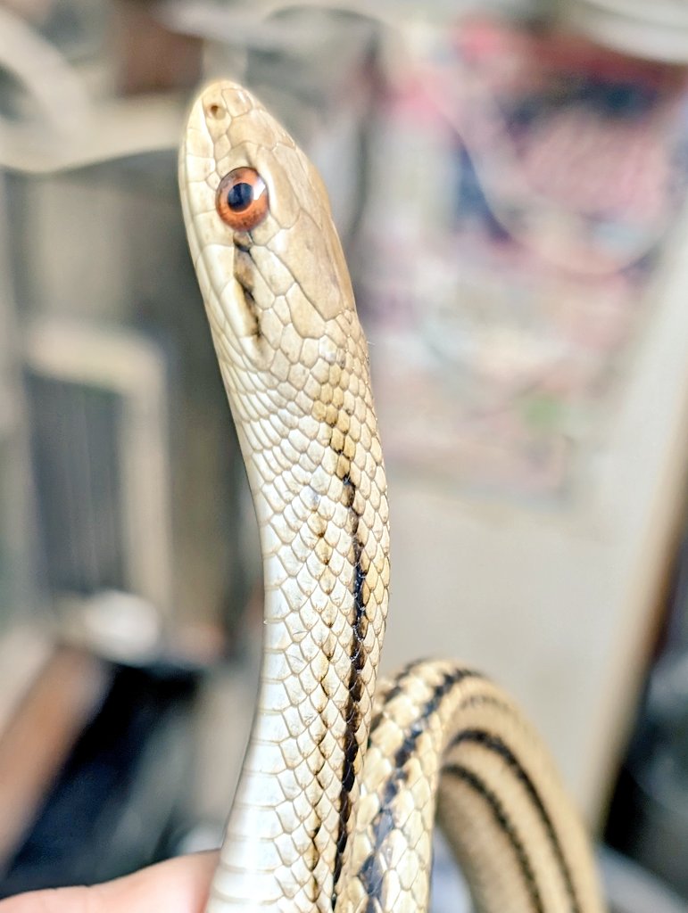 シマヘビ・ホワイト（Elaphe quarivirgata）滋賀県産WC/♂/美