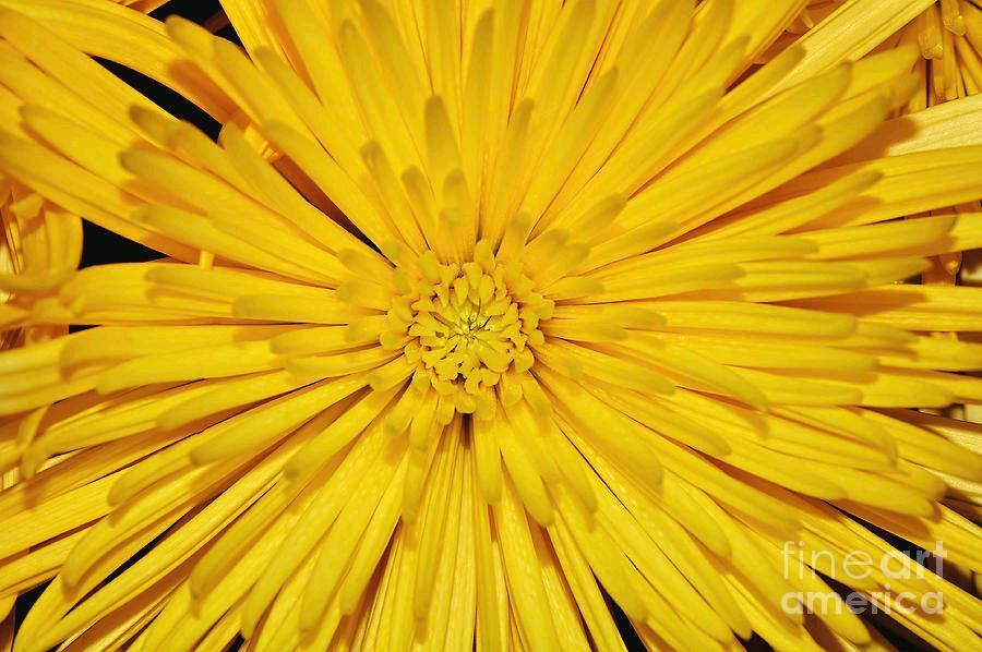 #Splash Of #Yellow By Kaye Menner #Photography #prints #lovely #products at:
 bit.ly/3K8YoQX
#Art #BuyIntoArt #AYearForArt #Artist #FineArtAmerica