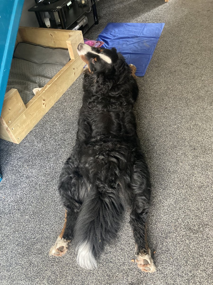 Purpleinksplat's tweet photo. @Dragon_Vets He is currently learning the command ‘yoga’, for a basic bow. However this photo has to count for a funny stretch, caught after a long walk at the weekend. 🤣 https://t.co/beGQe2xYwM
