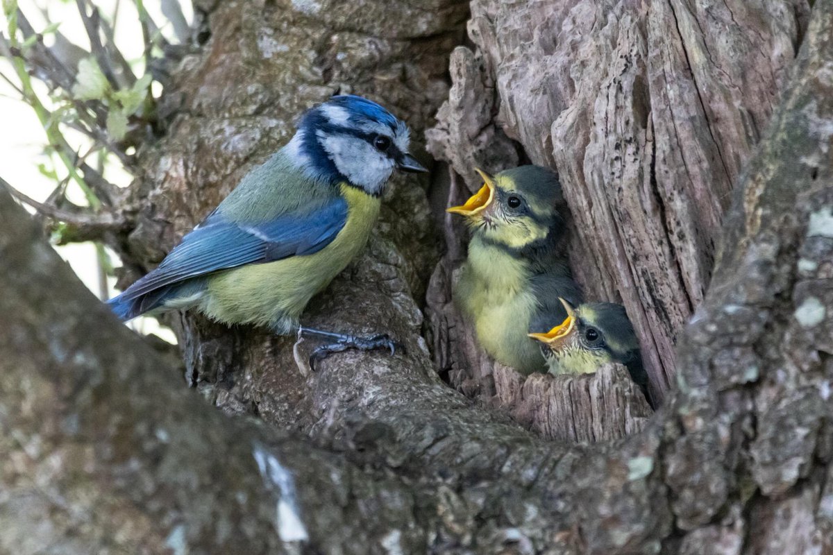 David John Faulkner tweet media