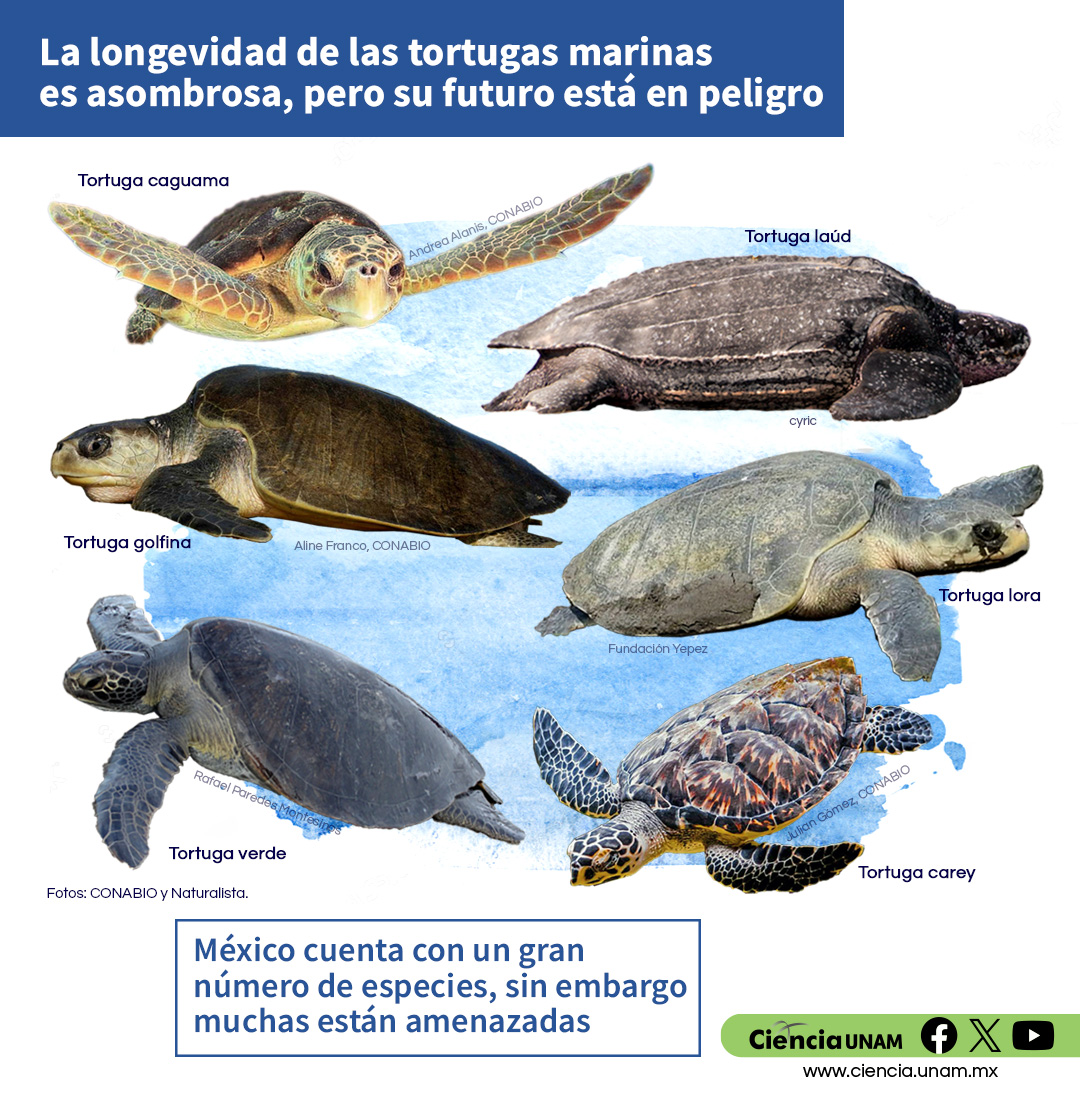 #AmbienteyNaturaleza | Las #tortugas marinas son consideradas un enlace fundamental entre ecosistemas marinos y terrestres. En el #DíaMundialDeLaTortuga te contamos más acá: bit.ly/42Wnavx