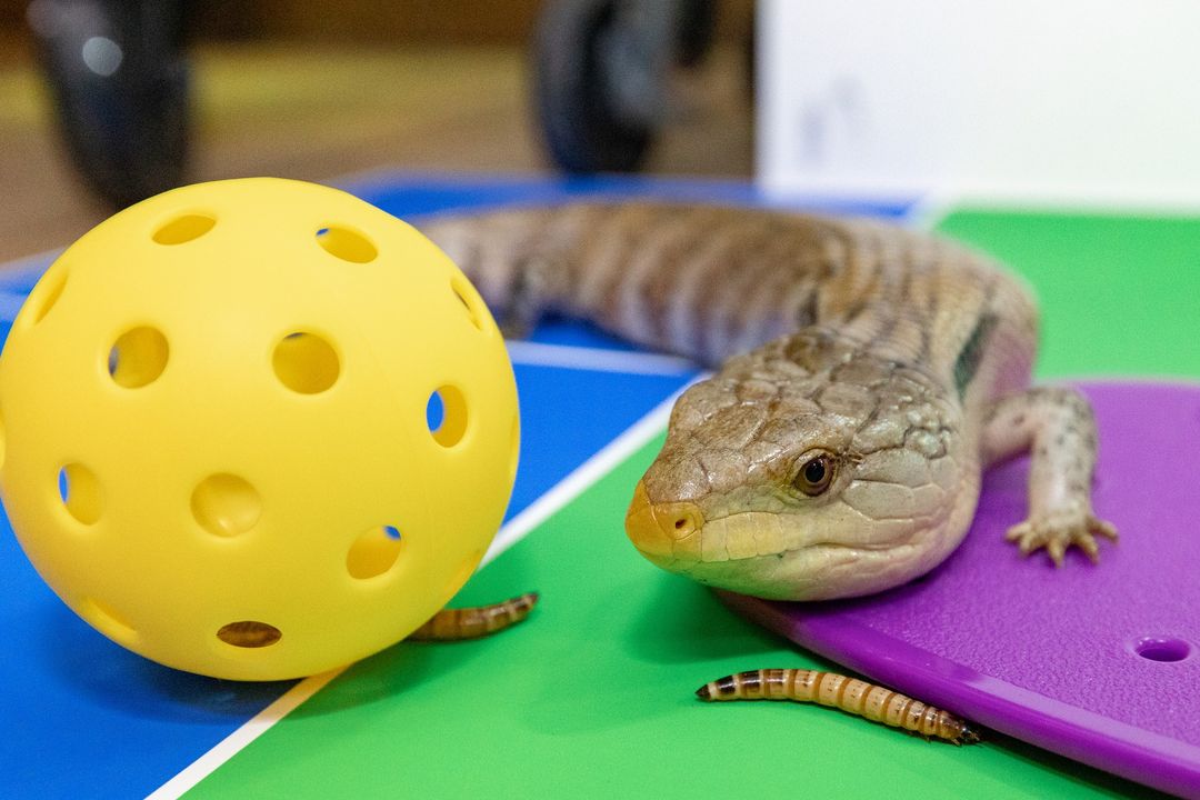 Our Animal Ambassadors are getting some practice in for our Dink or Swim pickleball tournament, presented by The Oceanfront Inn! 🏓 Have you registered for this fundraising event yet? Sign up for a day on the courts on Saturday, June 15! bit.ly/44e74i6