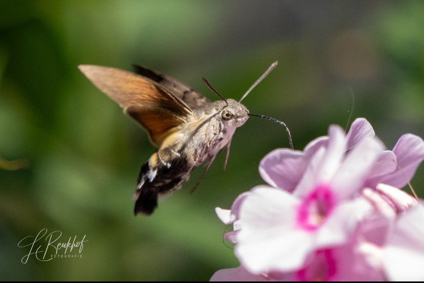 Kolibrievlinder #pijlstaart #meimotten
Uit archief