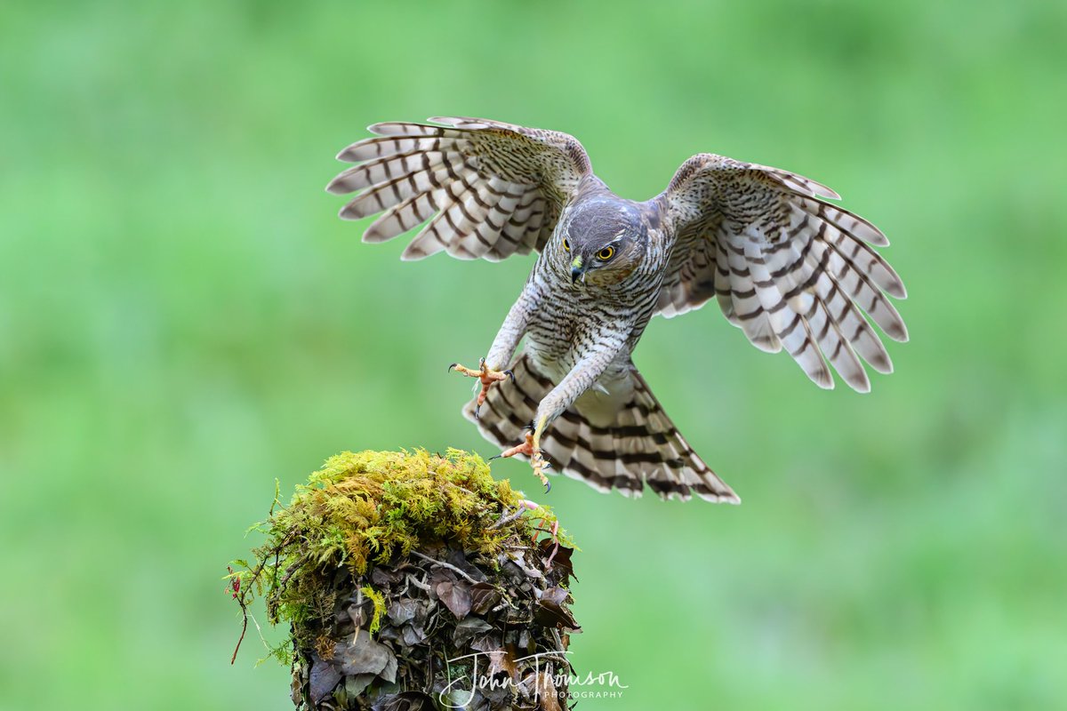 Sparrowhawk