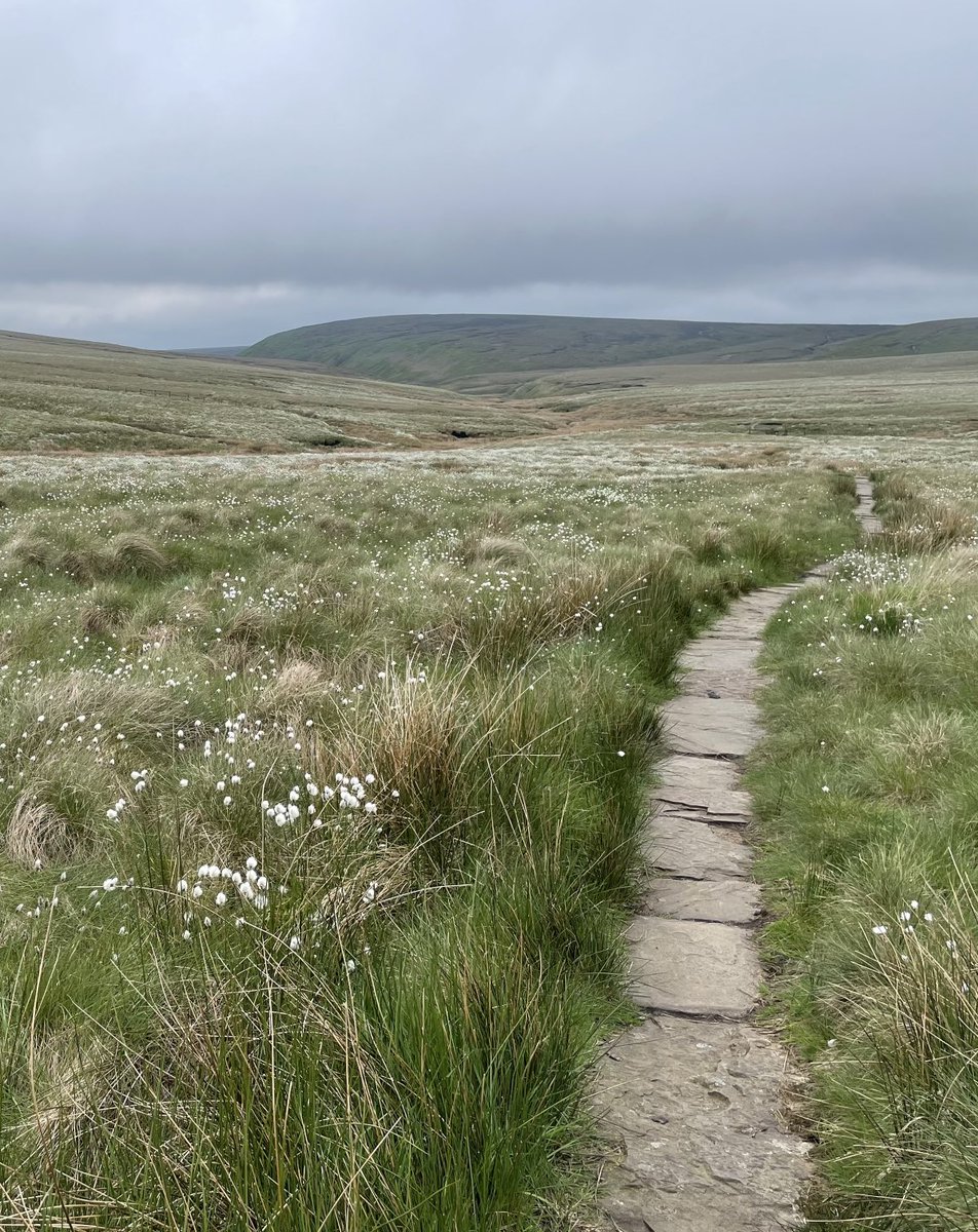 “The Long and Winding Road”. The Pennine Way near Black Hill “Yesterday”. Survey on Dove Stones again - Golden Plover easy to hear but hard to see now the Cotton Grass is flowering. Swallows still moving through. ⁦@RSPBDoveStone⁩