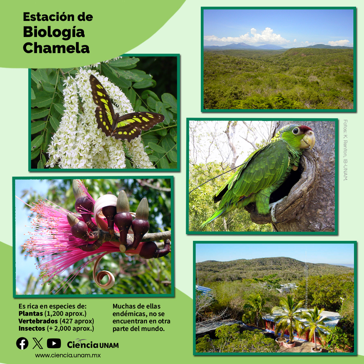 En el Día Internacional de la #DiversidadBiológica te contamos más sobre lo maravilloso y asombroso de la Reserva de Biosfera #Chamela-Cuixmala, un centro de investigación de la flora y fauna de la región, ubicada en la costa sur de Jalisco, México. lc.cx/I3kNd-