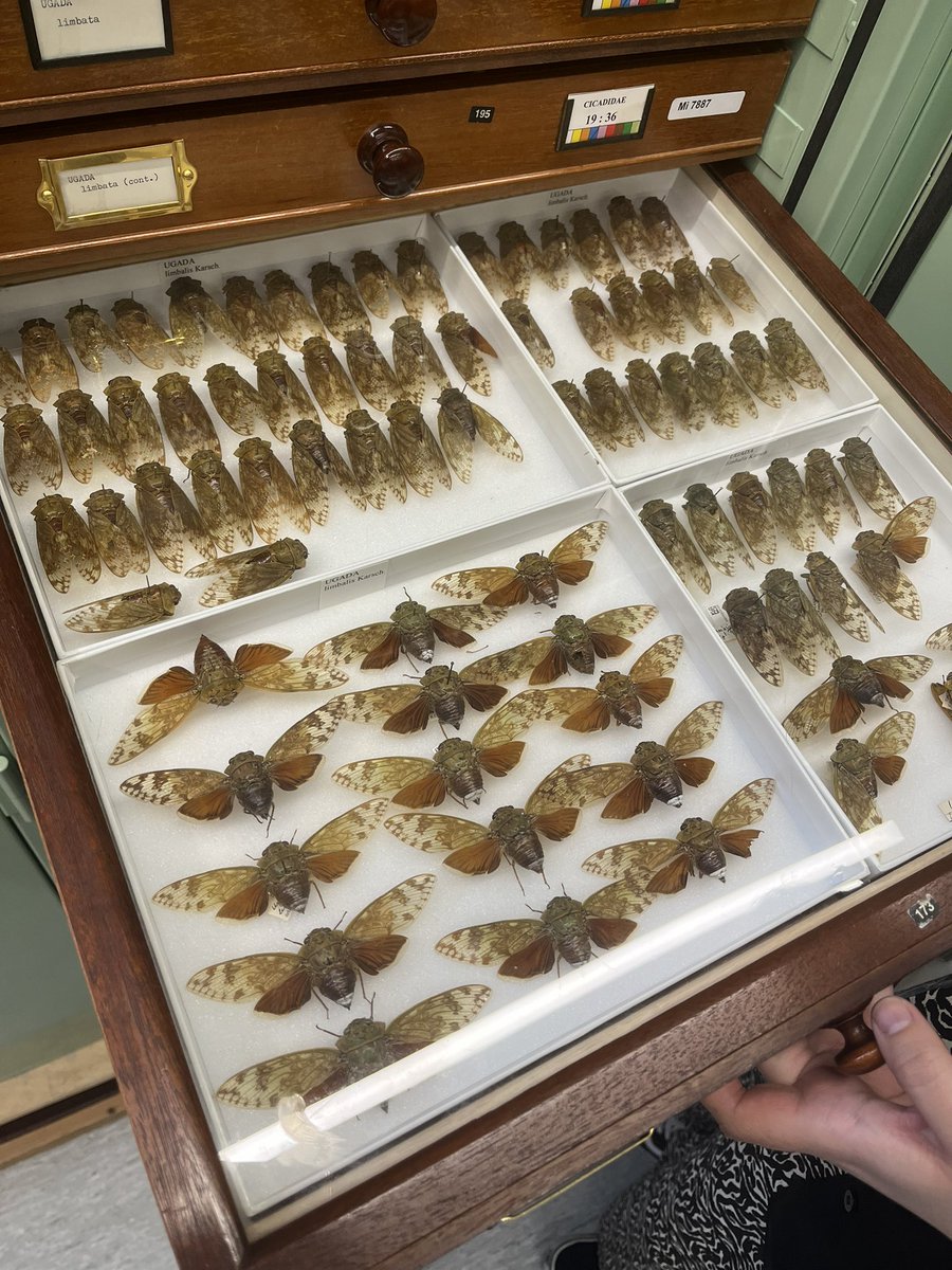 Had the amazing opportunity to visit @NHM_London to collect my moth samples for my MPhil at @AberDLSAGB I got to nerd out BIG time! My cicada tat got me a ticket to the cicada archives. Thanks Geoff and Robin for showing me around and to @NiallMcKeown_AU for making this possible.