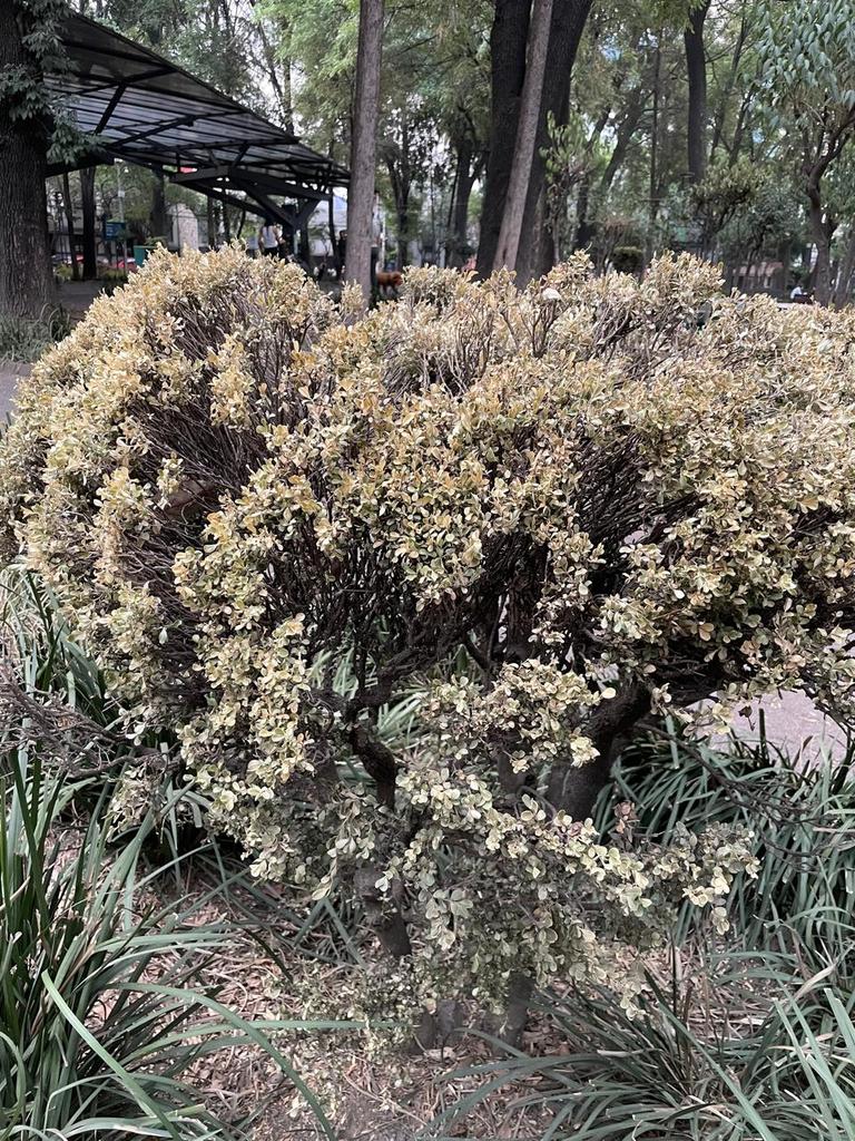 Nueva Foto El parque Esparza Oteo se está muriendo @adn40 @BanquetasBJ @ccampnap17 @LetyVarela @ReneVivanco @Hortensia63 @ddmexico