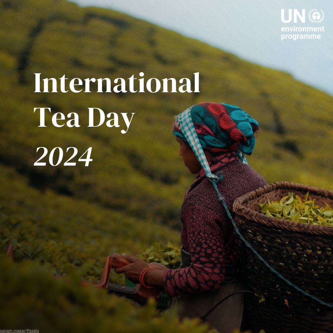 🍵 Tea, one of the oldest estate cash crops, can play a significant role in rural development, poverty reduction and food security. Yet, smallholder farmers often see fewer benefits. This #TeaDay, see how sustainable tea production enhances livelihoods and ensures environmental