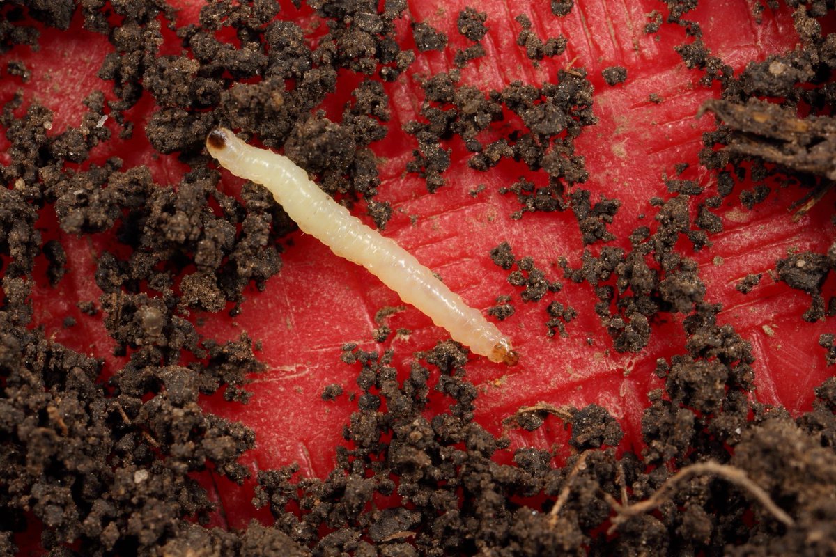 Joseph Lee Spencer tweet media