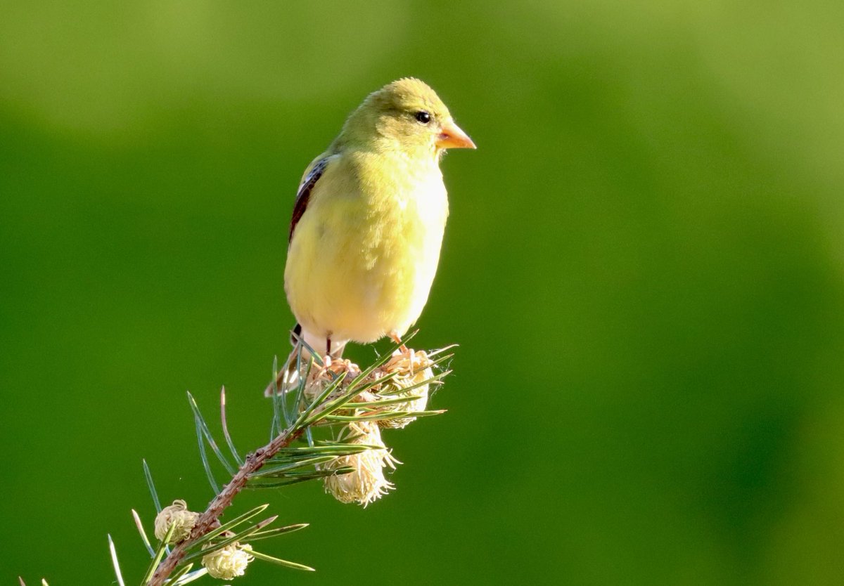 Female goldfinch in the sun. #birdlover #backyardbirding #birdsoftwitter