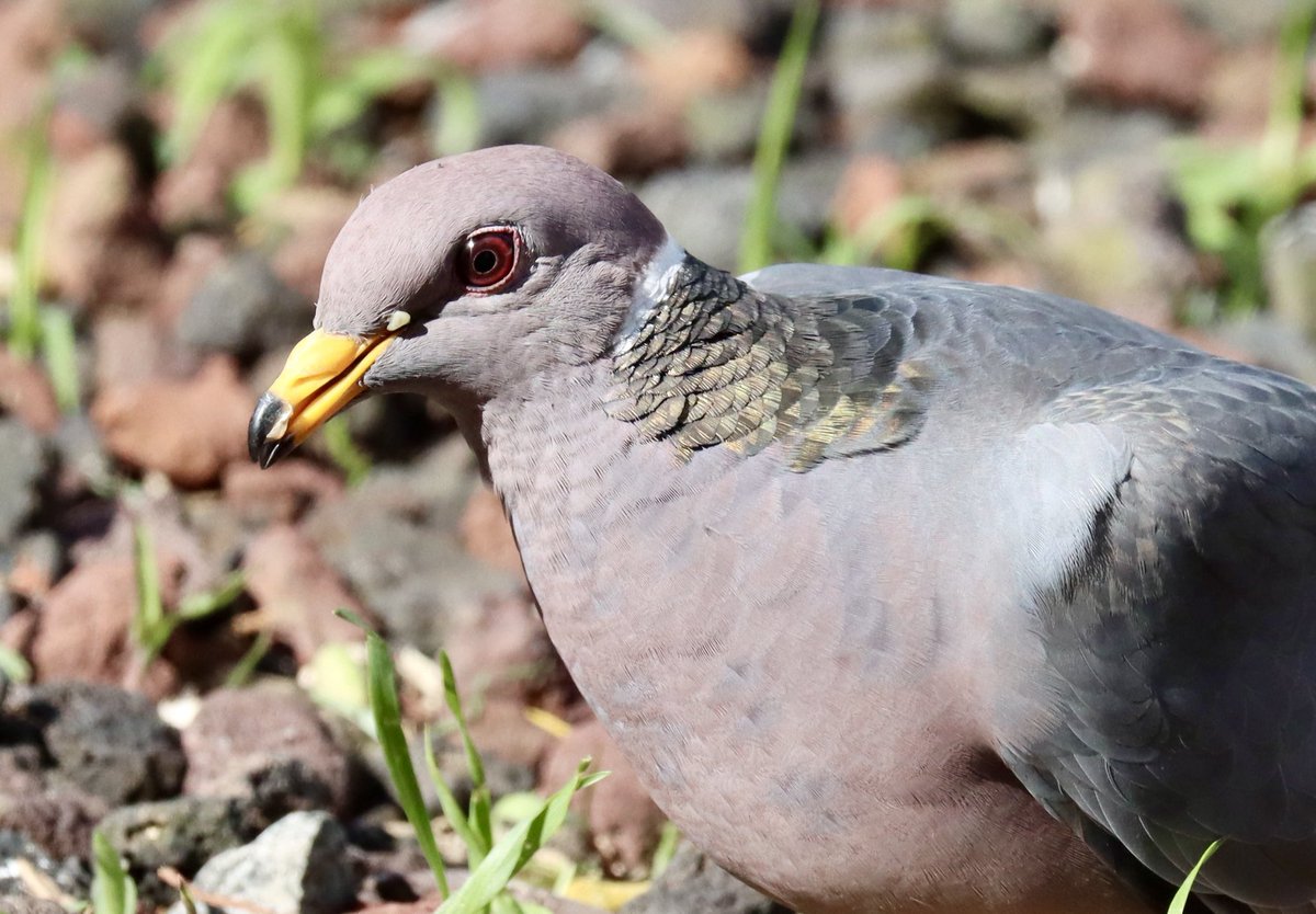 Closeup band tailed pigeon.   #birdlover #birdsoftwitter #backyardbirding