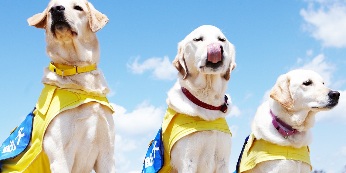 #今日は何の日 
ほじょ犬の日 (5月22日 記念日)
日付は2002年(平成14年)5月22日に「身体障害者補助犬法」が成立したことから。
一人でも多くの肢体不自由者が自立と社会参加を果たせるように、良質な介助犬の育成・訓練、高度な知識と技術を有する介助犬訓練者の養成などを行っている。