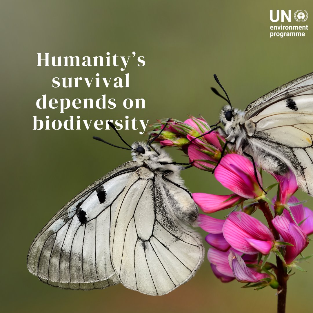 Biodiversity is essential for survival, but it's rapidly declining due to human impact. On Wednesday's #BiodiversityDay, let's recognize that everyone has a role in safeguarding the natural diversity upon which we all depend. Discover how to be #PartOfThePlan with