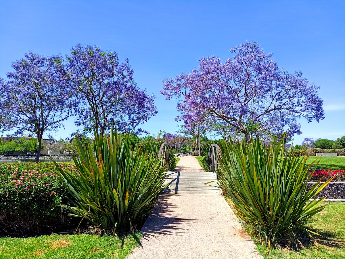 AhumadaBeatriz's tweet photo. @KayWierba #TreeTuesday here aré some #Springtrees in blossom &amp; full color.

Here fist we has some Jacarandas (purple trees) and now it's the turno of Flamboyanes (orange/red ones) both blossom only in spring time https://t.co/YRsBcBq5ID