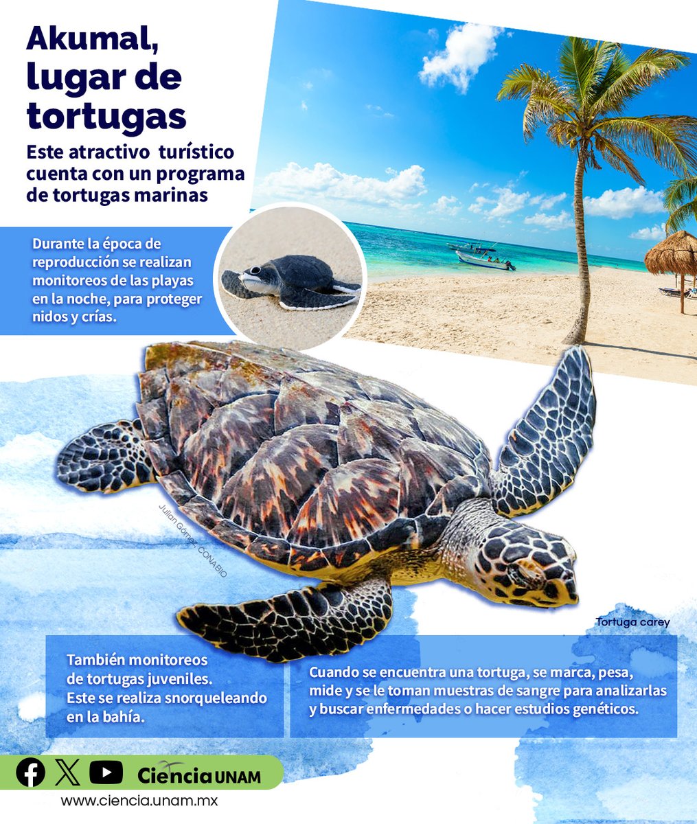 #AmbienteyNaturaleza | En Akumal, Quintana Roo puedes observar a tres de las siete especies de #tortugas marinas que existen en el mundo. Te contamos de este lugar regulado que prevé la conservación de las especies: lc.cx/Zmimr8